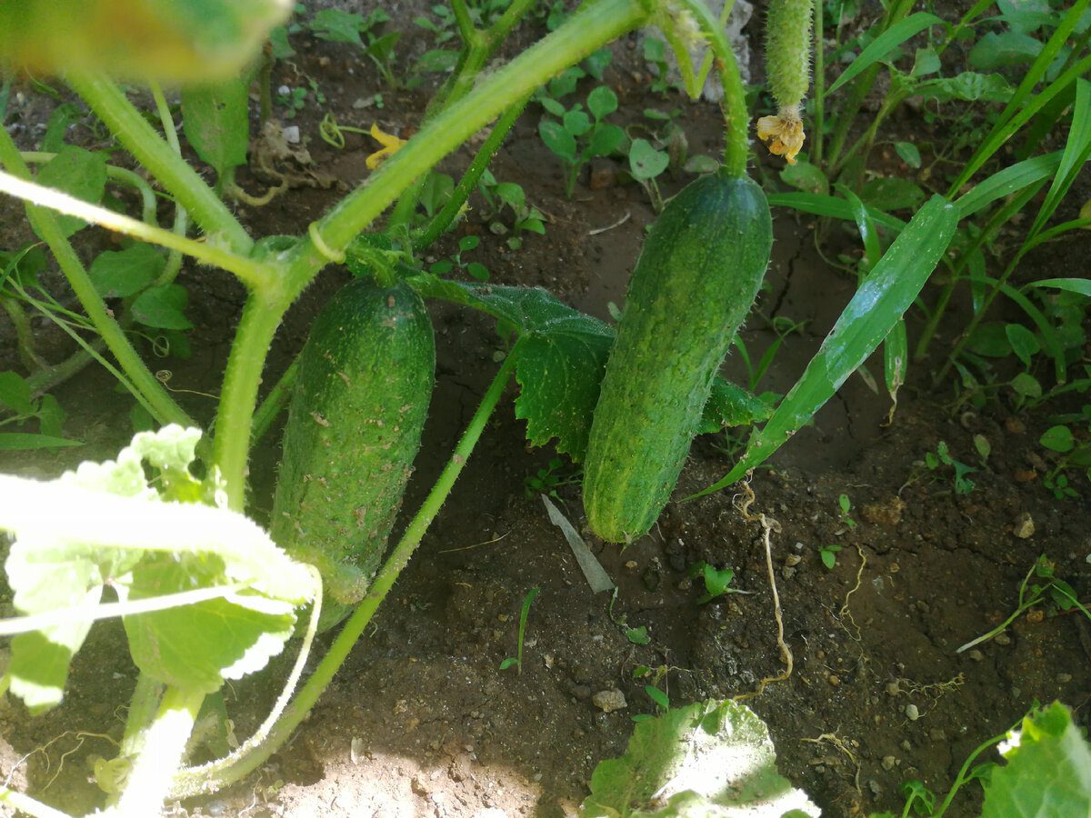 Чотири сорти огірків, які варто посадити наступного сезону