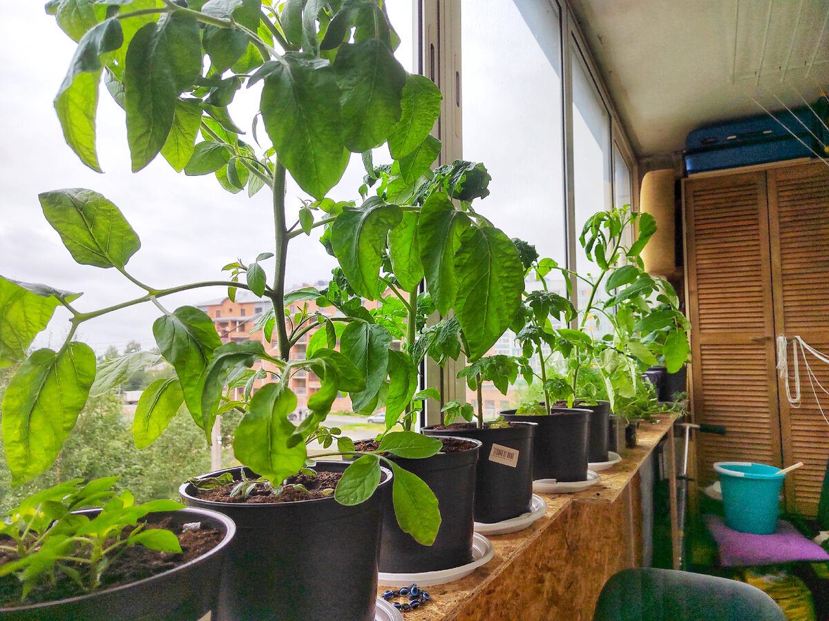 Експерти розповіли, які рослини найкраще підійдуть для домашнього городу – перелік культур