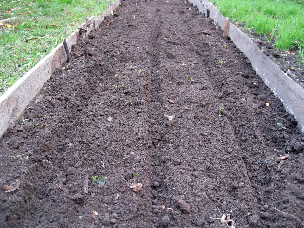 Експерти розповіли, як посадити озимий часник без клопоту та навантажень на спину