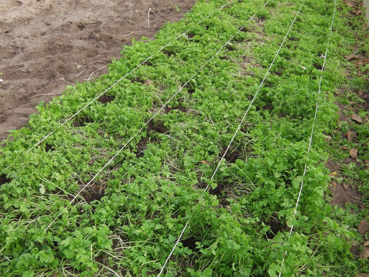 Експерти розповіли, які сидерати найкраще обирати для осінньої посадки на власній ділянці