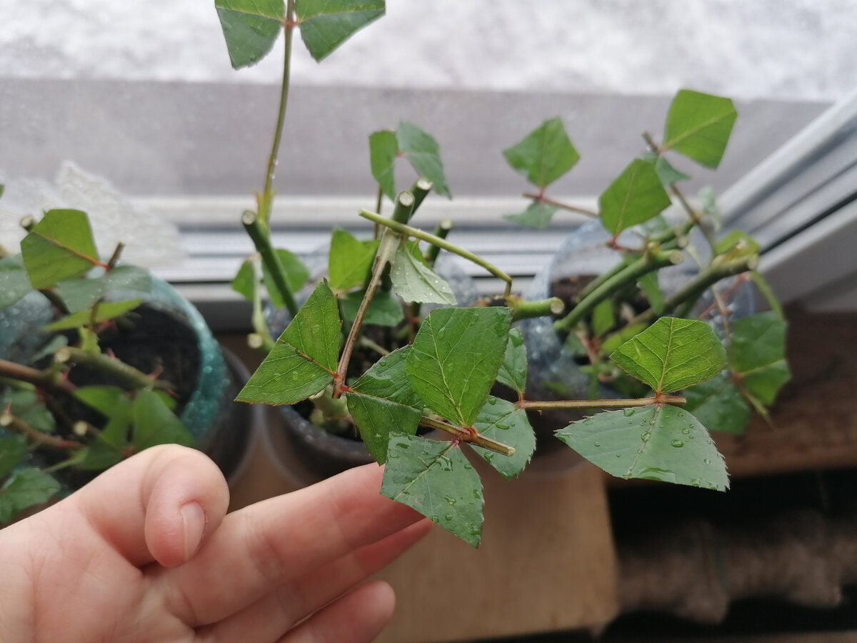 Експерти розповіли, як правильно живцювати троянди восени для пишного й рясного цвітіння