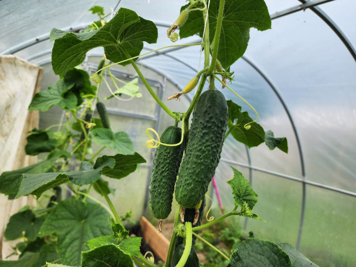 Експерти порадили найкращий сорт огірків для вирощування на грядці – з високою врожайністю