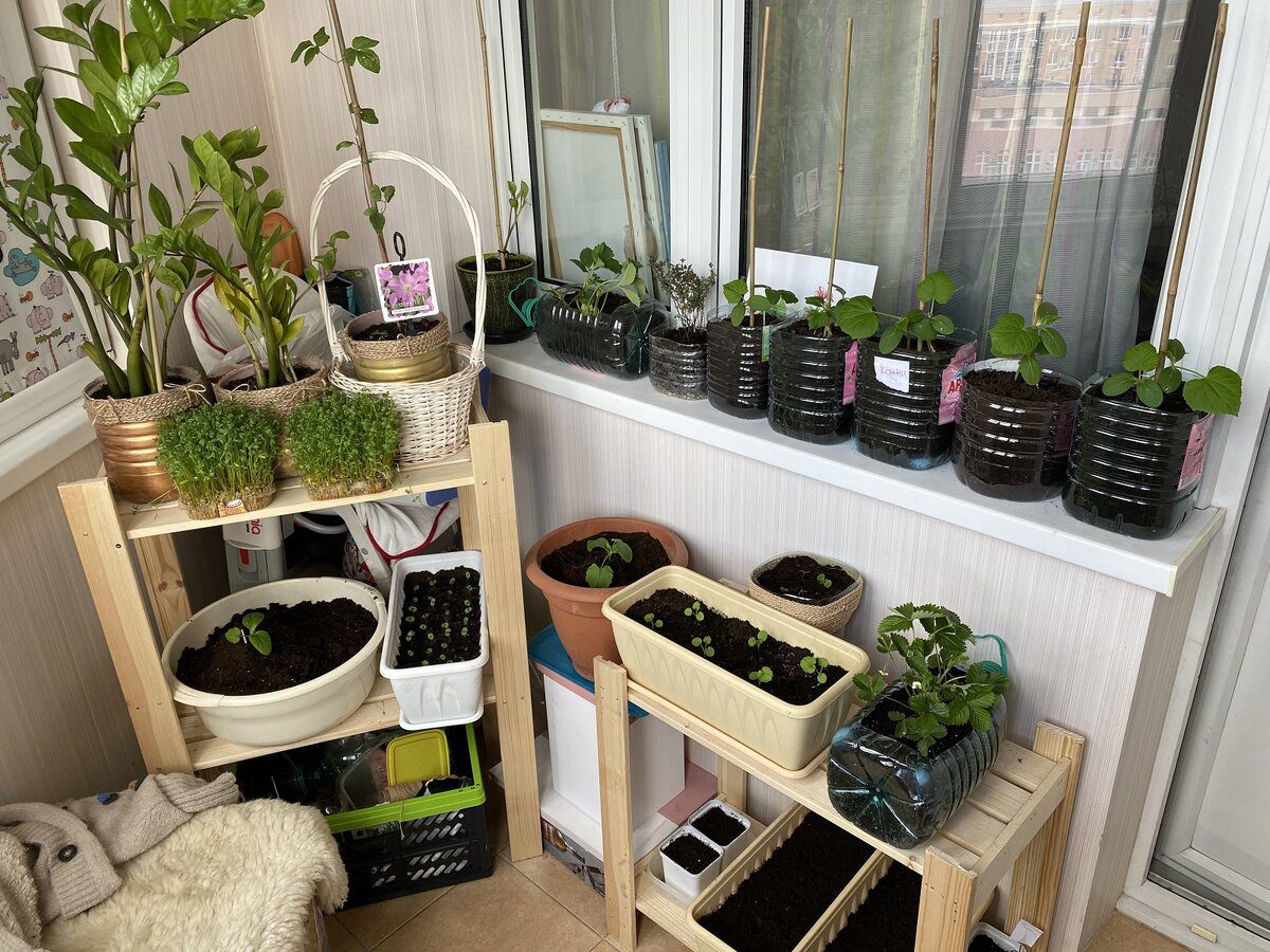 Експерти розповіли, які рослини найкраще підійдуть для домашнього городу – перелік культур