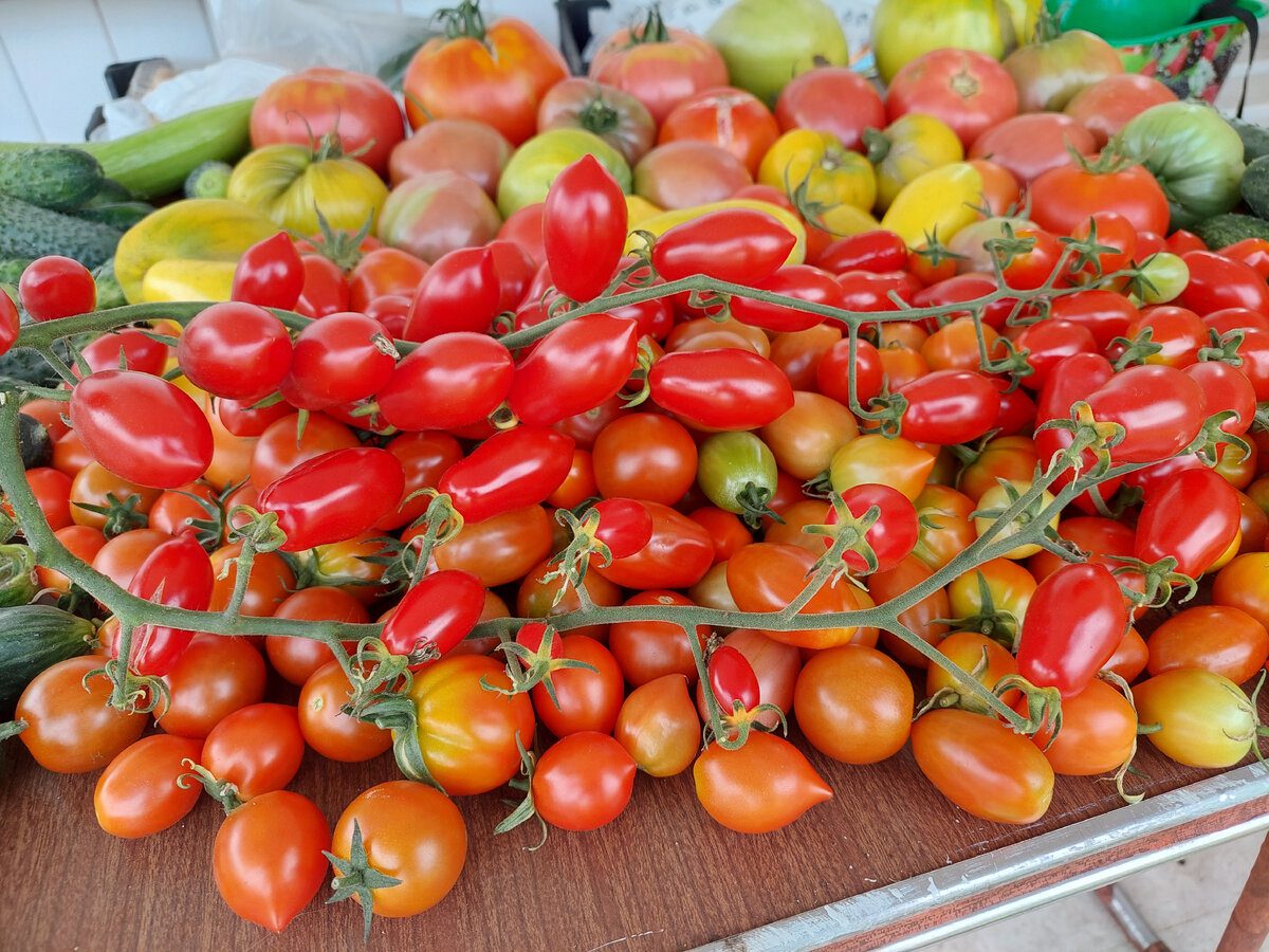 Городники розповіли, який сорт томатів найкраще вирощувати на власній ділянці – назва