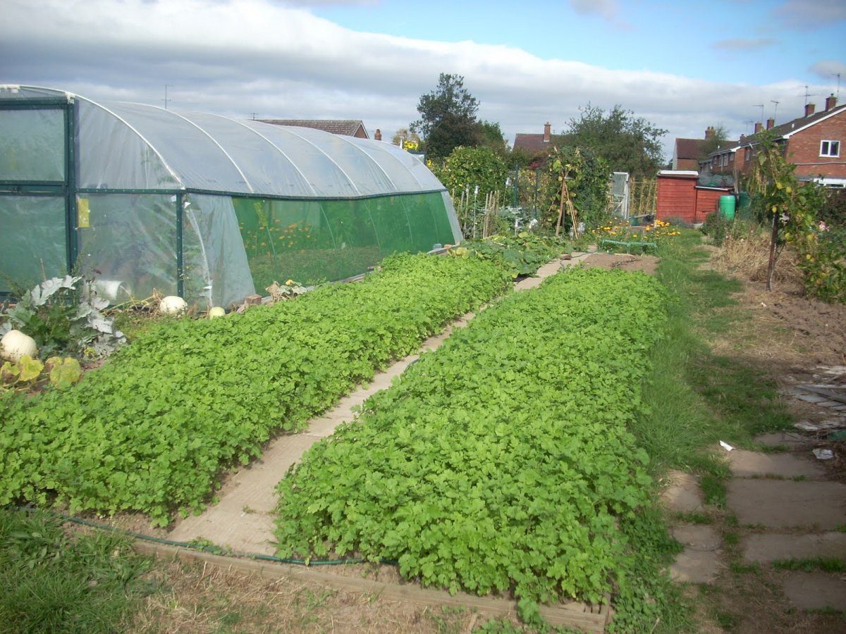 Експерти розповіли, які сидерати найкраще обирати для осінньої посадки на власній ділянці