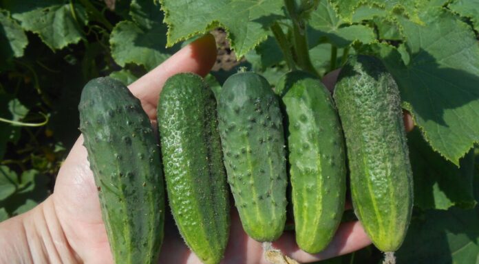 Це 3 найкращі сорти огірків для консервації: чоловік закохався в них – інші тепер не беру Господині назвали 3 сорти огірків, що найкраще підходять для консервування