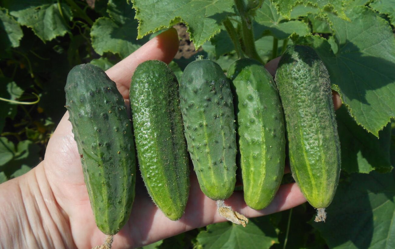 Сорт огірків, що дає гарний урожай до осені
