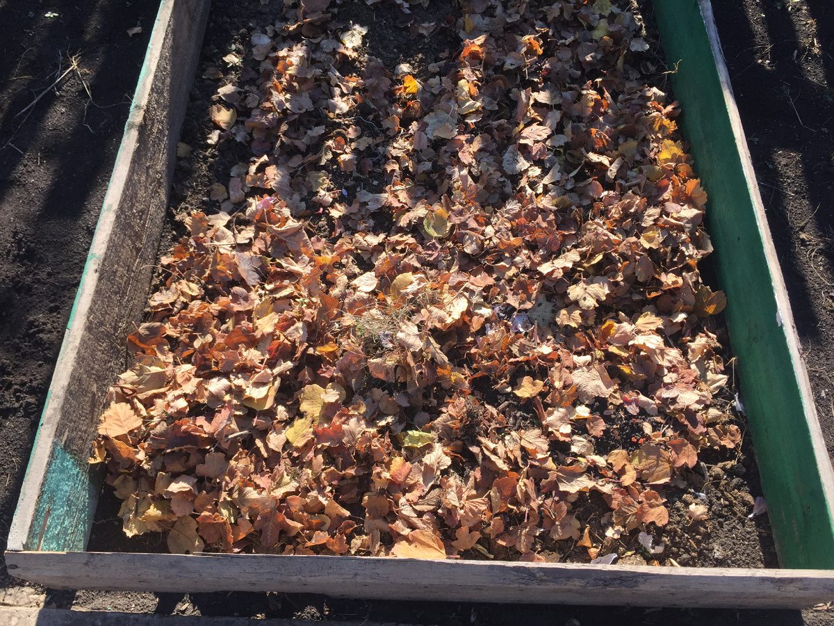 Експерти розповіли, як зробити добриво з опалого листя зі своєї ділянки – простий рецепт