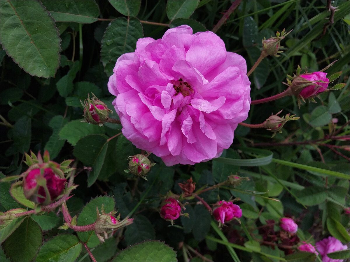 Експерти розповіли, як приготувати добриво для троянди перед зимівлею – корисне та ефективне