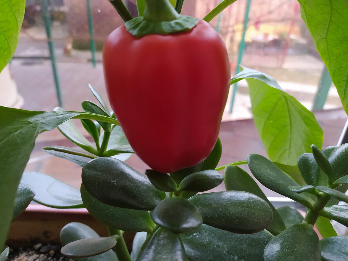 Експерти назвали найкращий сорт болгарського перцю для вирощування на власній грядці
