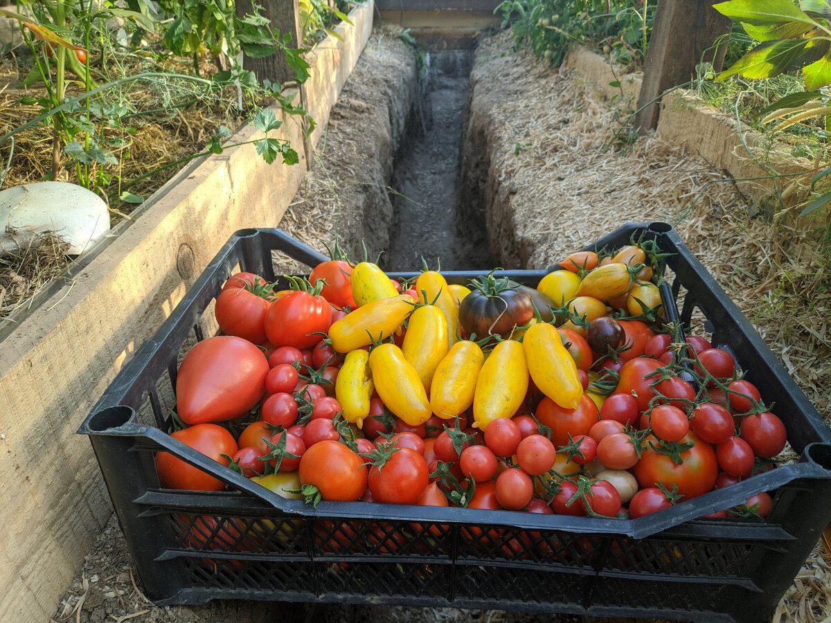 Городники розповіли, який сорт томатів дає найкращий урожай і відрізняється чудовим смаком