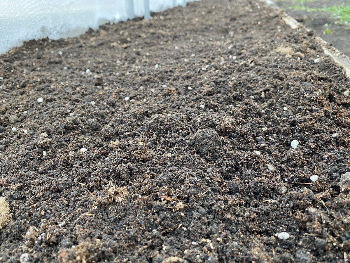 Чим засіяти город після збору врожаю Чим засіяти город після збору врожаю