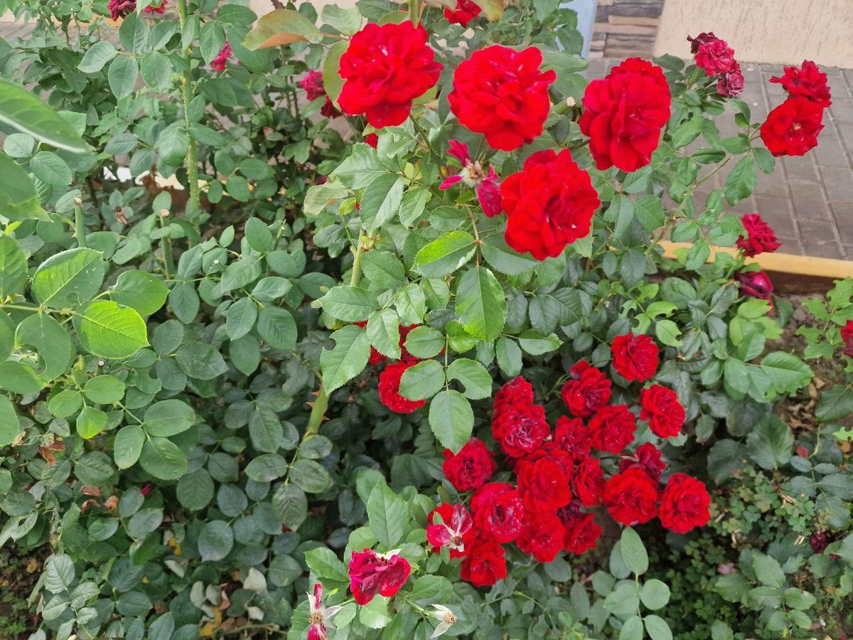 Експерти розповіли, як приготувати добриво для троянди перед зимівлею – корисне та ефективне