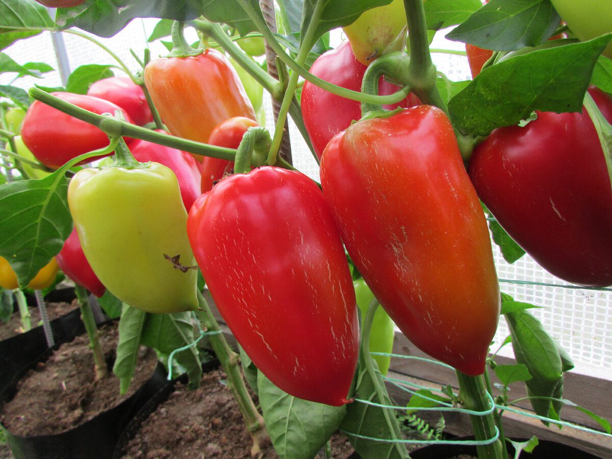 Експерти назвали найкращий сорт болгарського перцю для вирощування на власній грядці