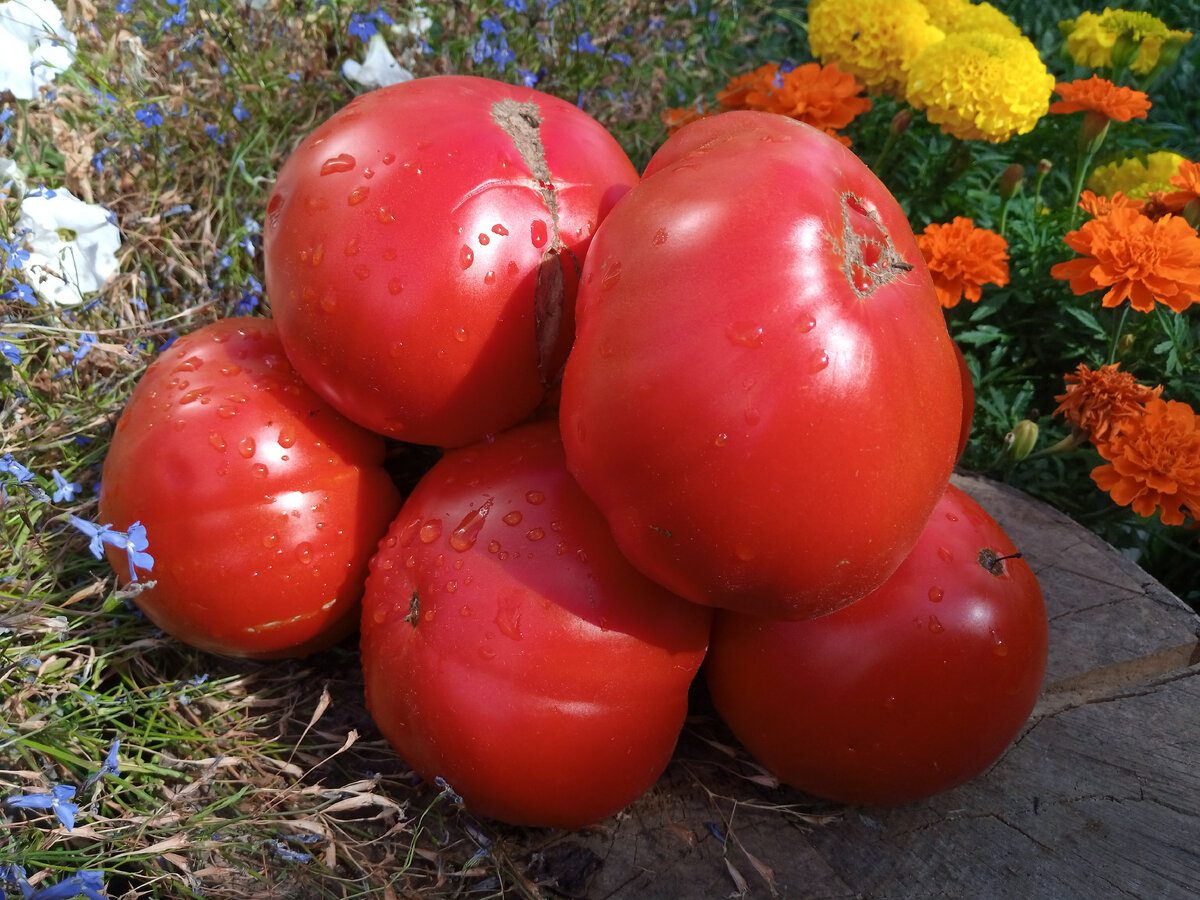 Городники розповіли, який сорт томатів найкраще підійде для вирощування солодкого врожаю