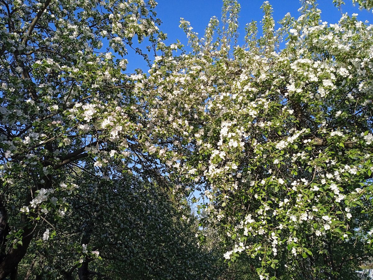 Експерти розповіли, як правильно доглядати за яблунею восени для легшої зимівлі рослини