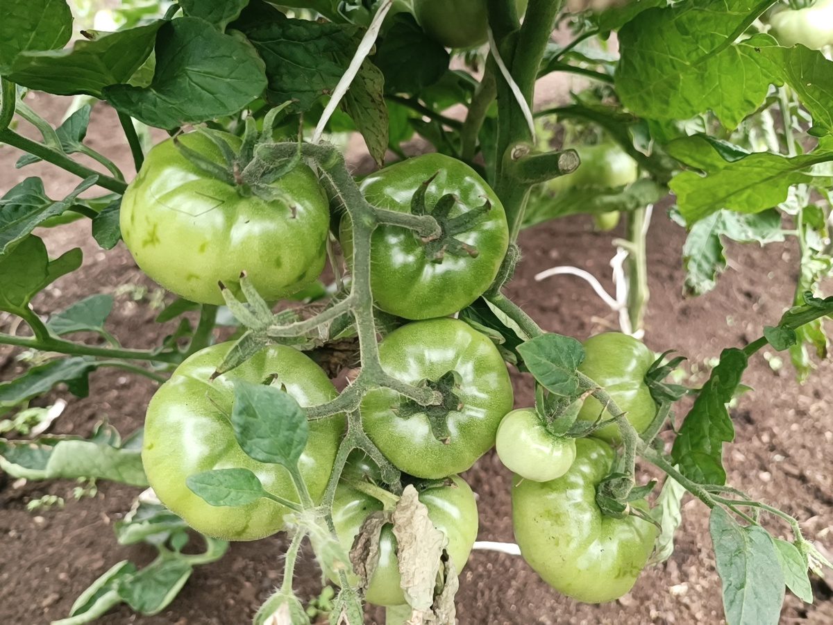 Експерти розповіли, який сорт томатів найкраще обрати для посадки й вирощування на грядці