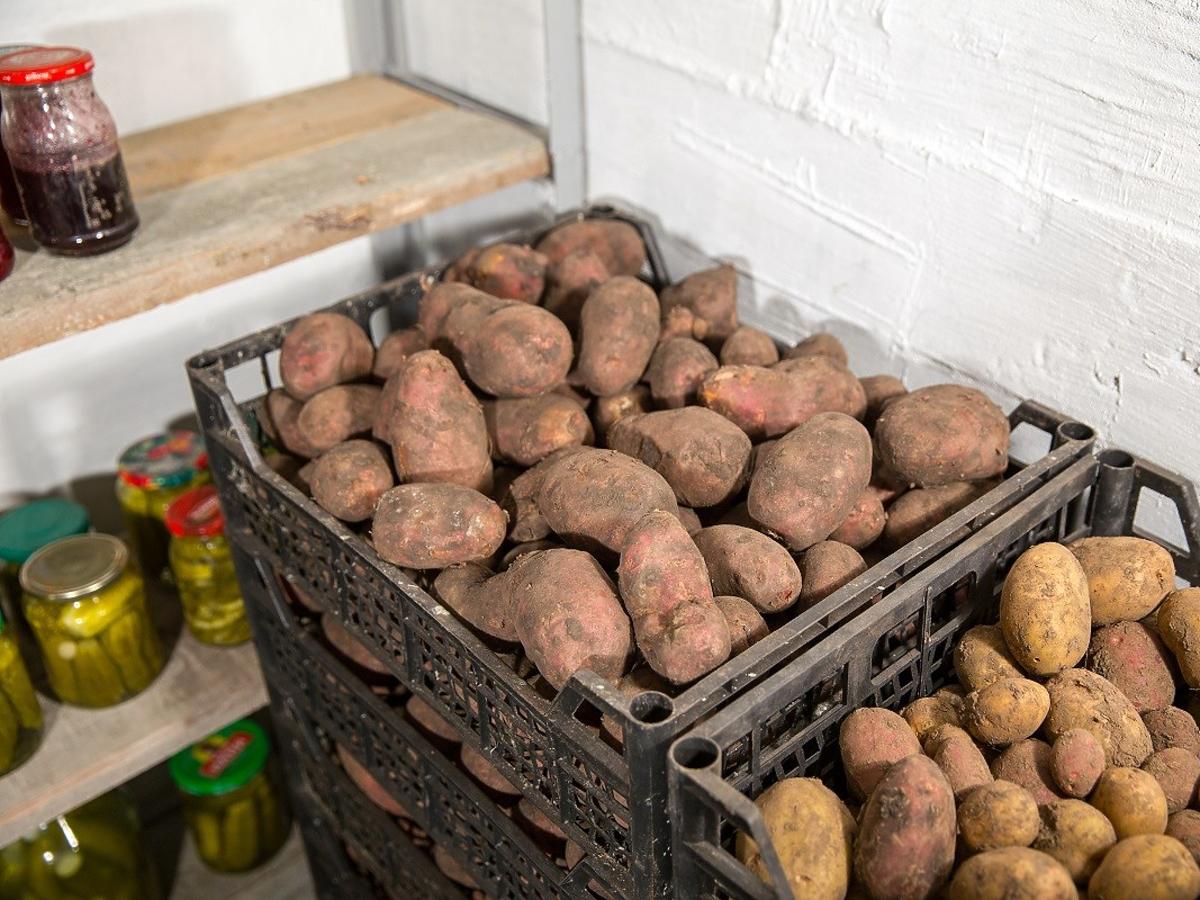 Правила підготовки картоплі перед зберіганням