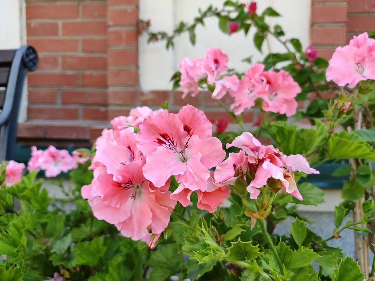 Садівники розповіли, яке добриво найкраще допоможе герані у бутонізації – корисні поради