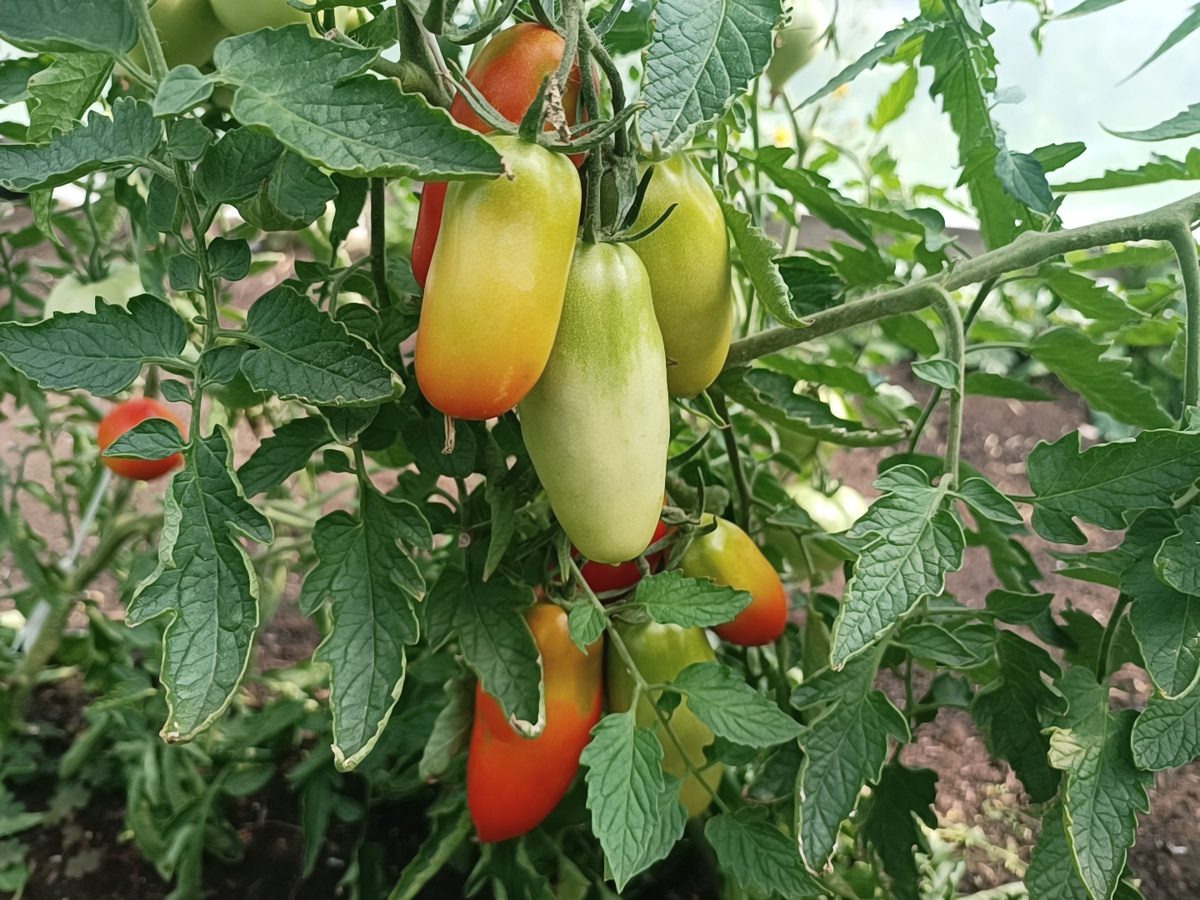 Експерти розповіли, який сорт томатів найкраще обрати для посадки й вирощування на грядці