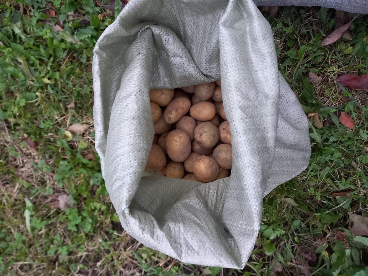 Експерти розповіли, як правильно підготувати погріб до зберігання картоплі – проста порада