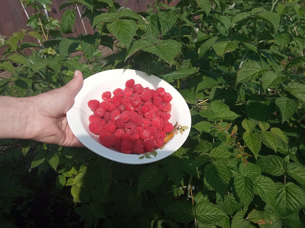 Експерти пояснили, які хитрі прийоми допоможуть значно покращити врожайність малини
