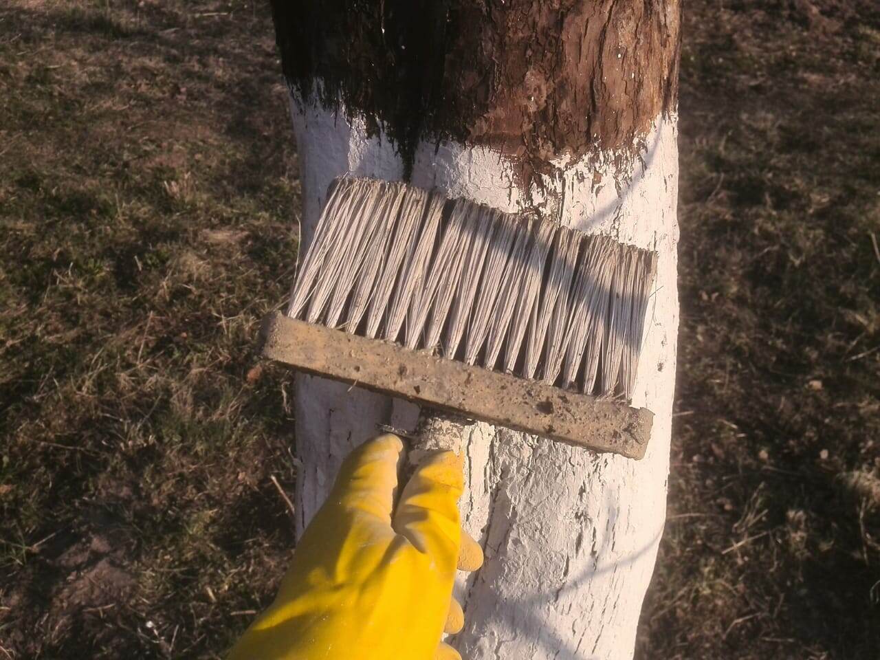 Експерти пояснили, як правильно готувати побілку для дерев, яка не змивається осіннім дощем