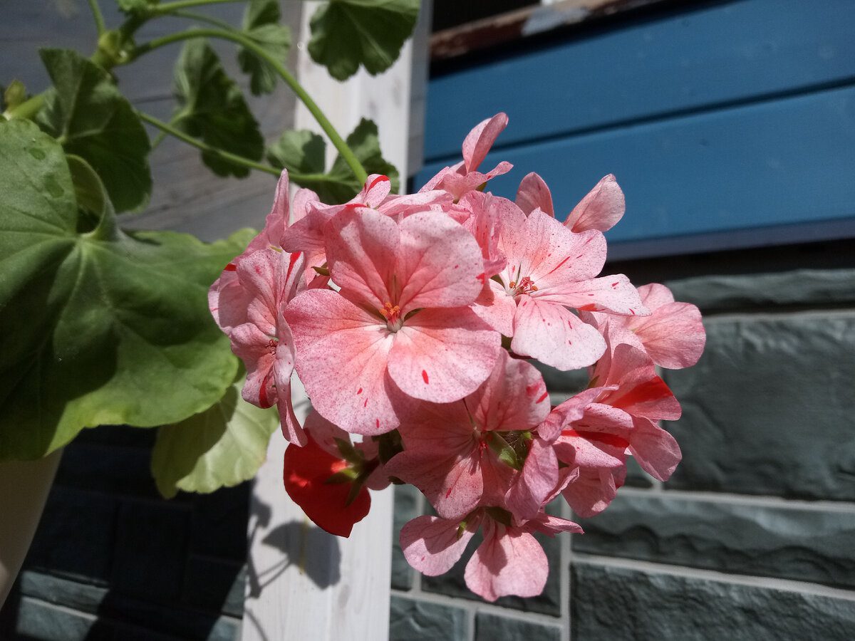 Садівники розповіли, яке добриво найкраще допоможе герані у бутонізації – корисні поради