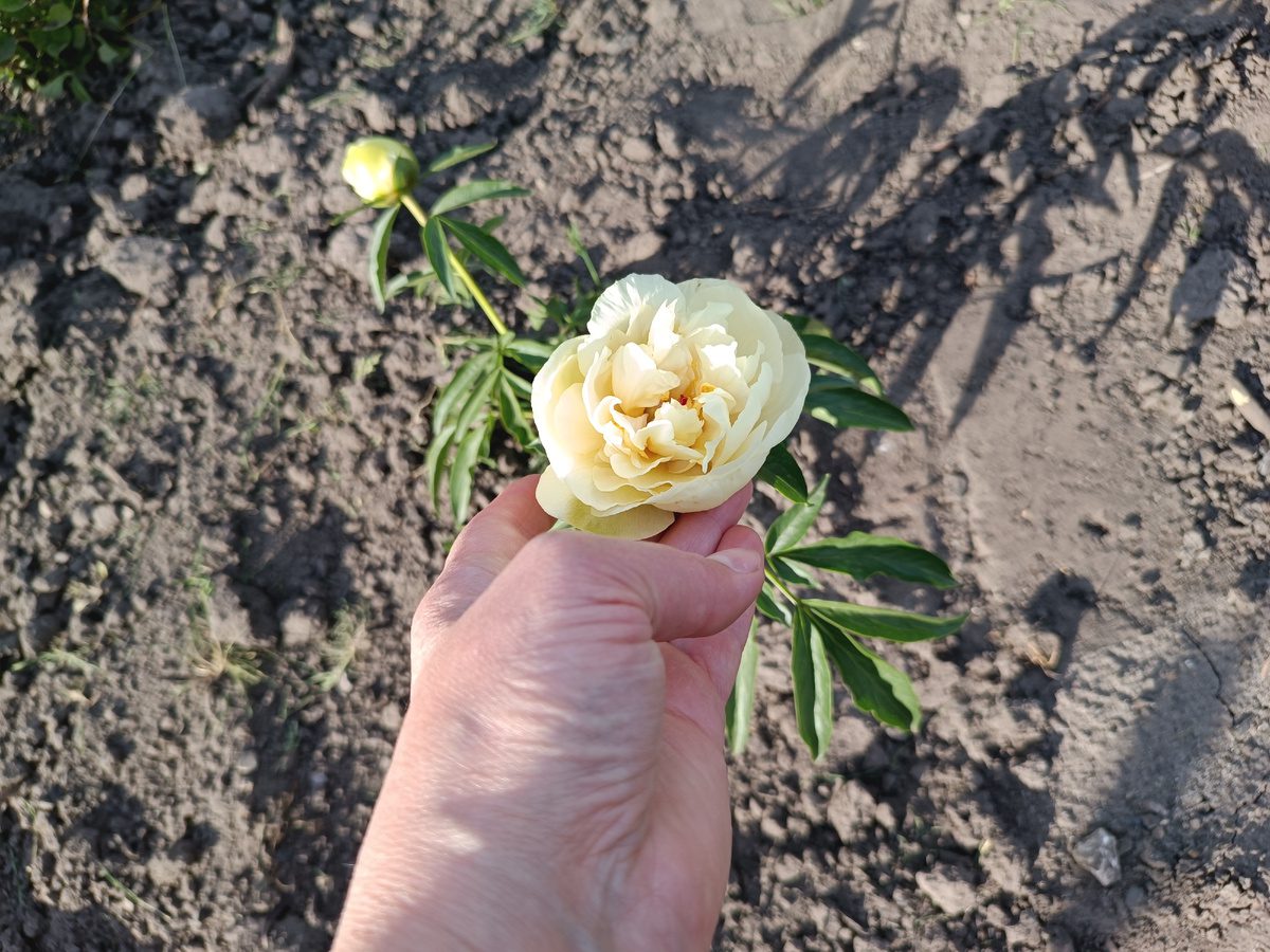 Експерти розповіли, як правильно доглядати за півоніями восени для кращого й довшого цвітіння