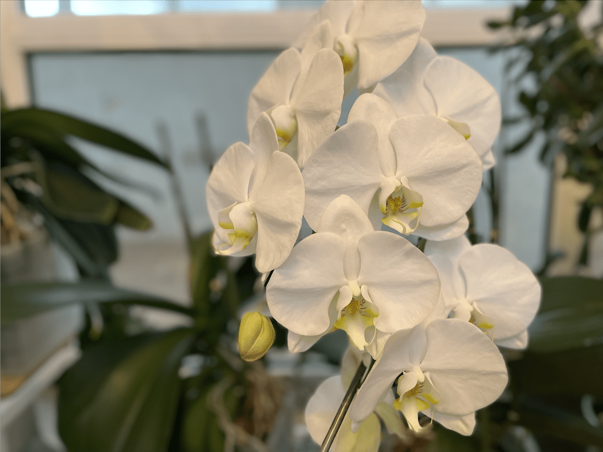 Експерти пояснили, як змусити орхідею цвісти правильним доглядом в осінній період