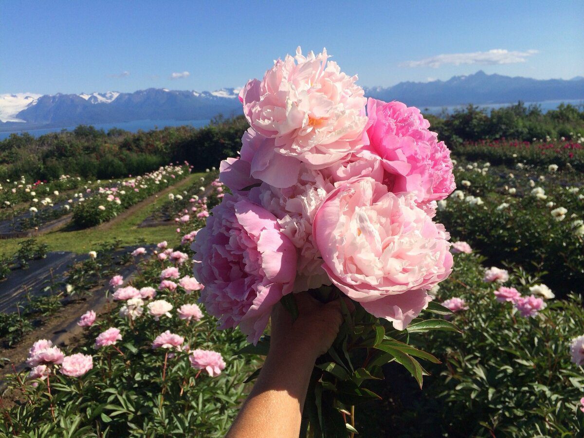 Експерти розповіли, як правильно доглядати за півоніями восени для кращого й довшого цвітіння