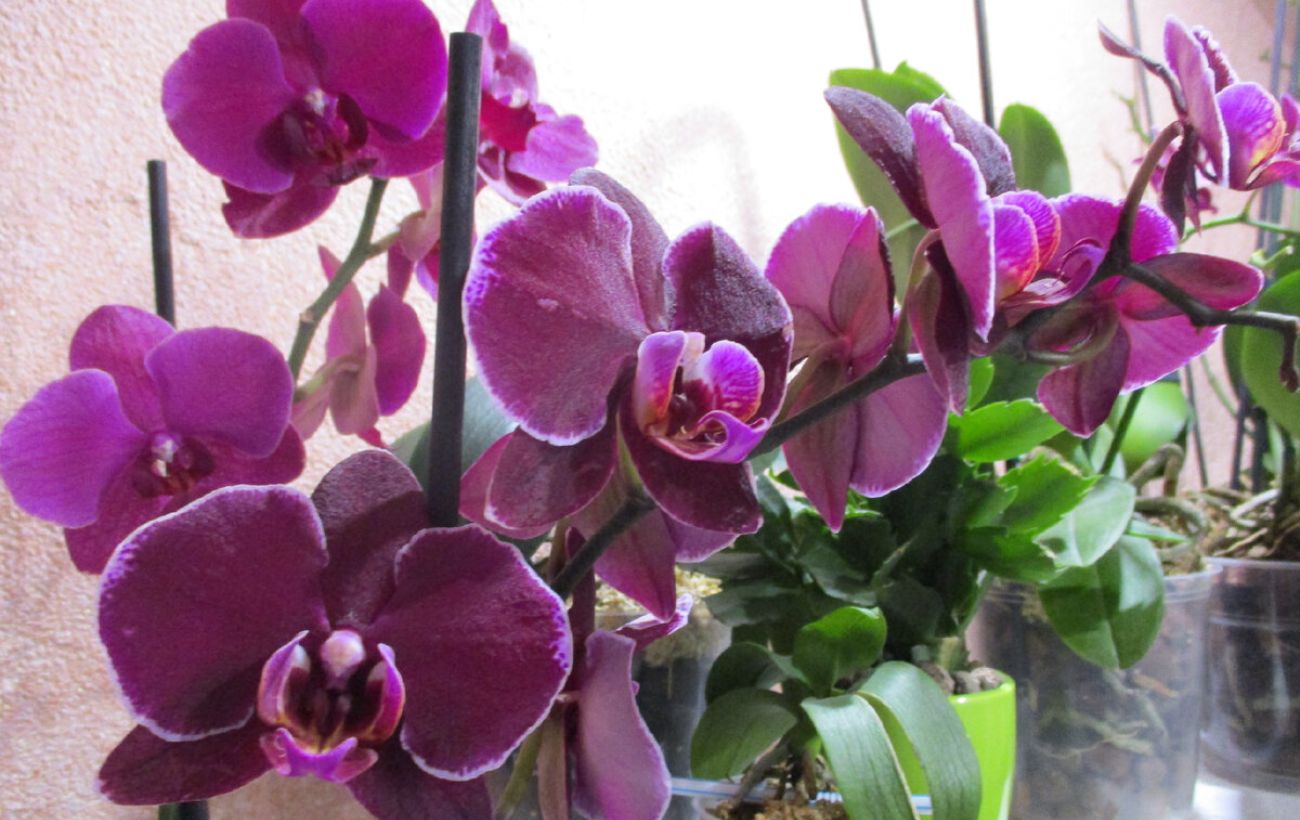 Як за два дні допомогла орхідеї розквітнути