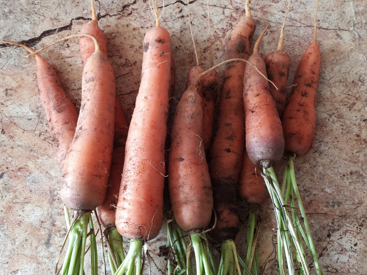 Експерти розповіли, як зберігати моркву без псування протягом тривалого періоду