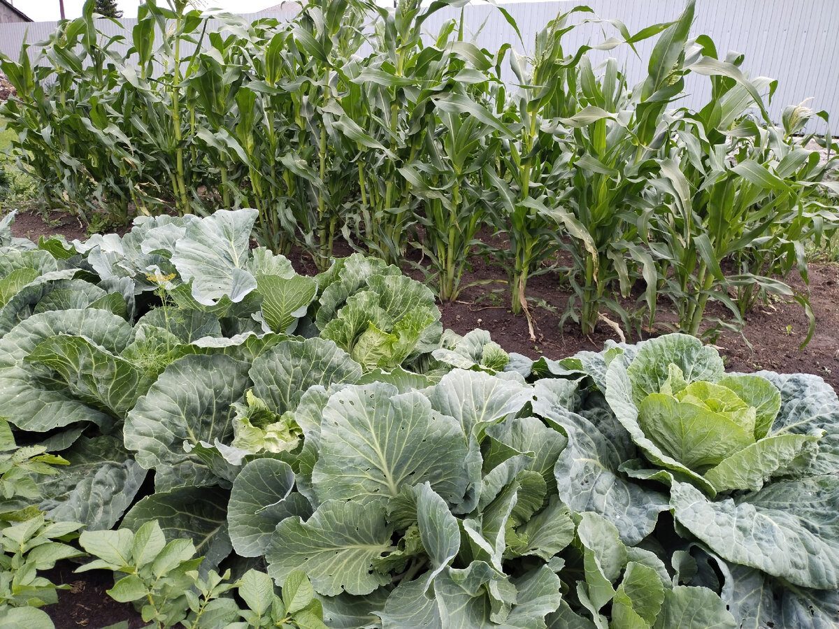 Експерти розповіли, які популярні рослини можуть псувати ґрунт на ділянці – перелік