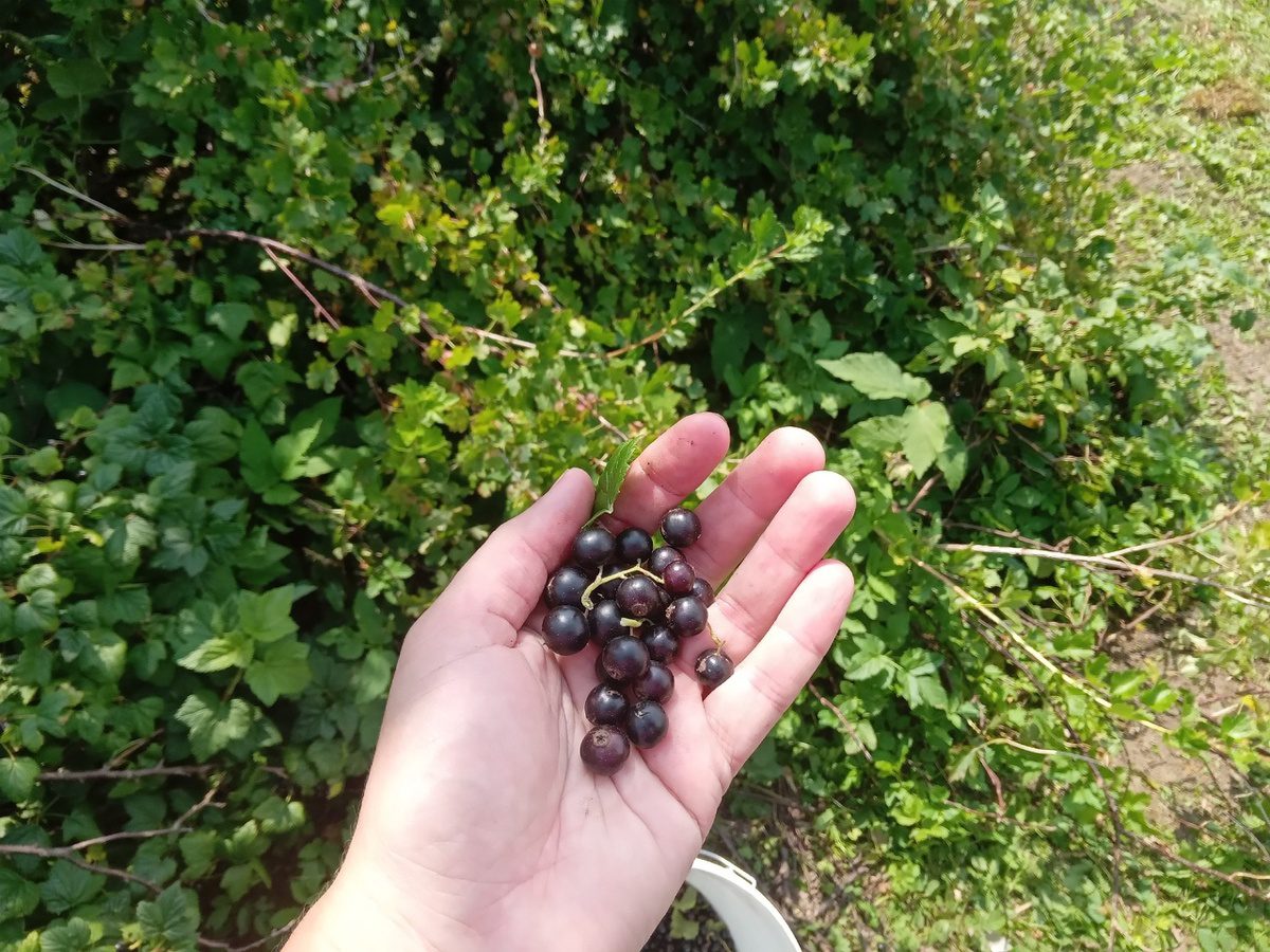 Садівники розповіли, як покращити врожайність смородини простим і доступним добривом