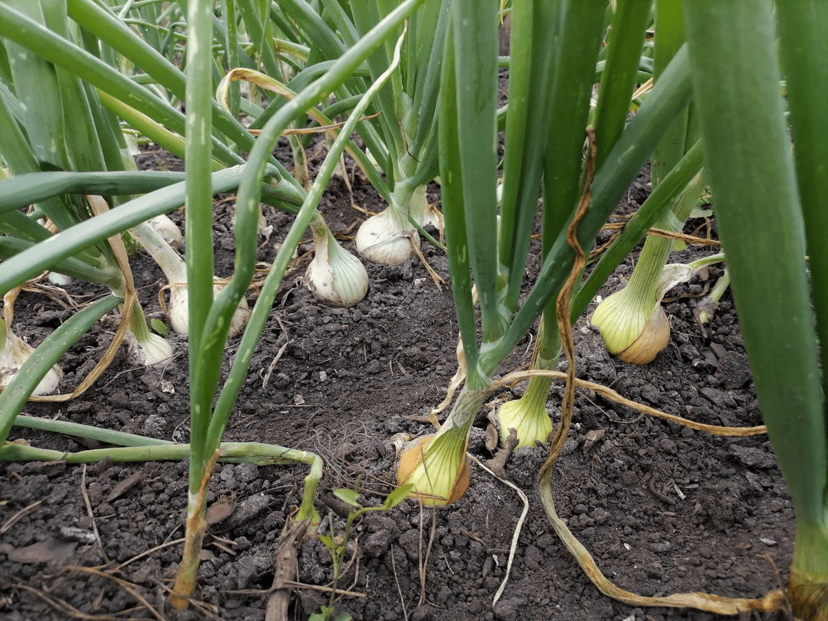 Городники розповіли, як правильно мульчувати озиму цибулю після посадки для захисту від морозів