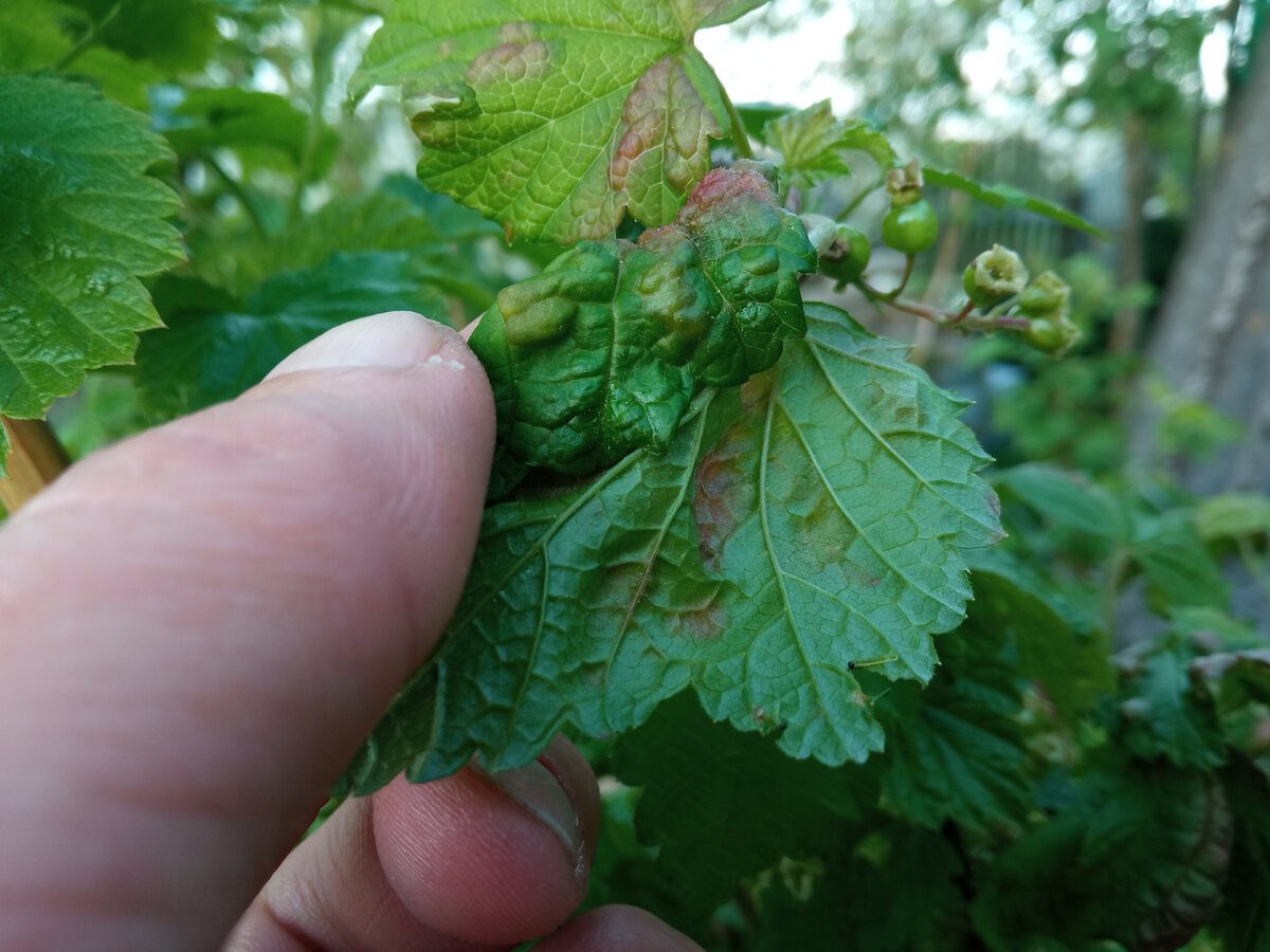 Садівники розповіли, як покращити врожайність смородини простим і доступним добривом