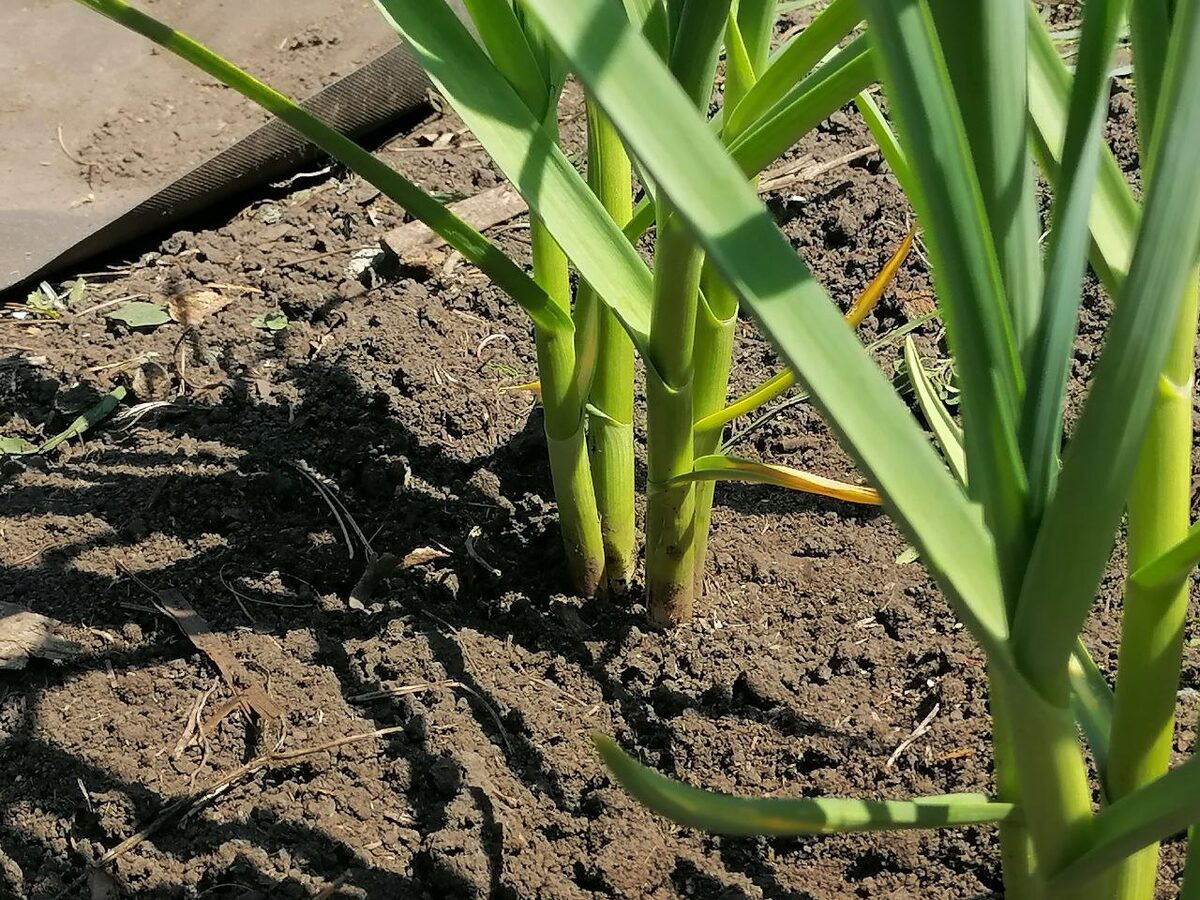 Городники розповіли, як правильно мульчувати озиму цибулю після посадки для захисту від морозів