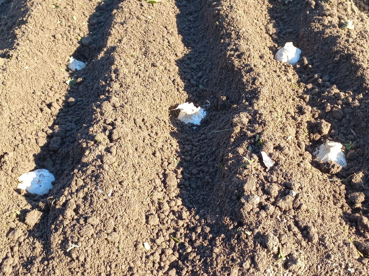 Експерти порадили спосіб догляду за озимим часником після посадки для кращої врожайності