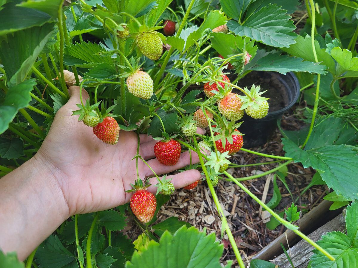 Експерти розповіли, які сорти полуниці дають найгірший урожай і можуть псувати ділянку