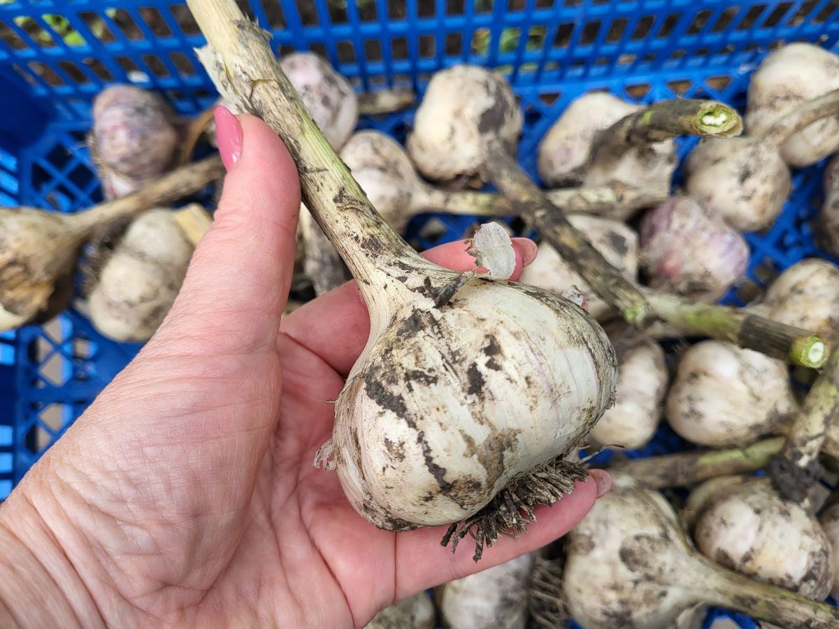 Експерти пояснили, в який день найкраще садити озимий часник для високої врожайності та смаку