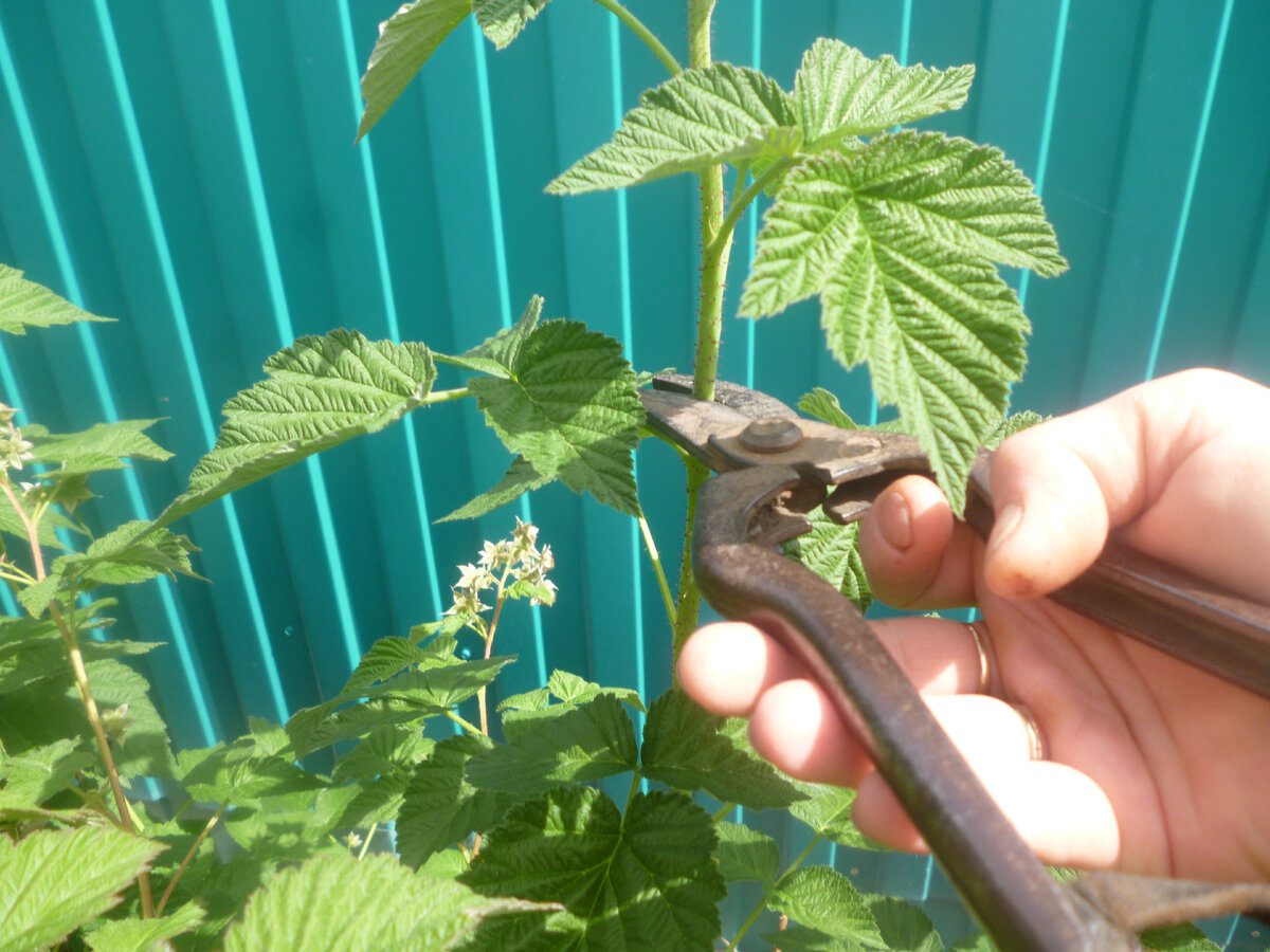 Експерти розповіли, як правильно обрізати малину для високої врожайності наступного року