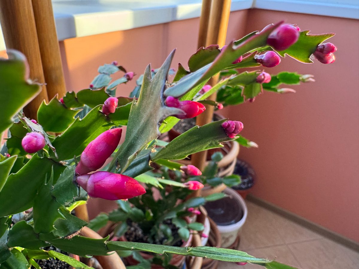 Що робити з Різдвяником, аби він зацвів за декілька днів