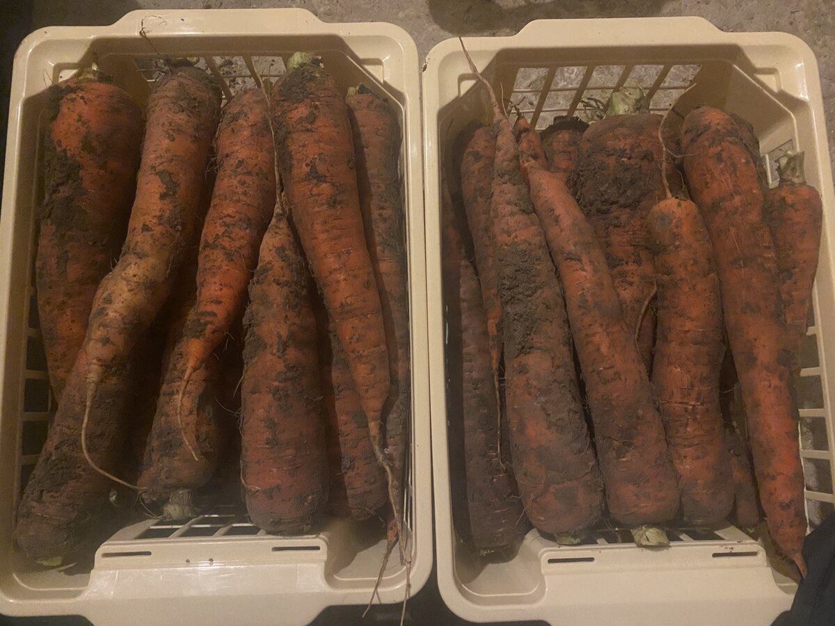 Експерти пояснили, як зберігати врожай свіжим протягом довгого періоду – корисні поради