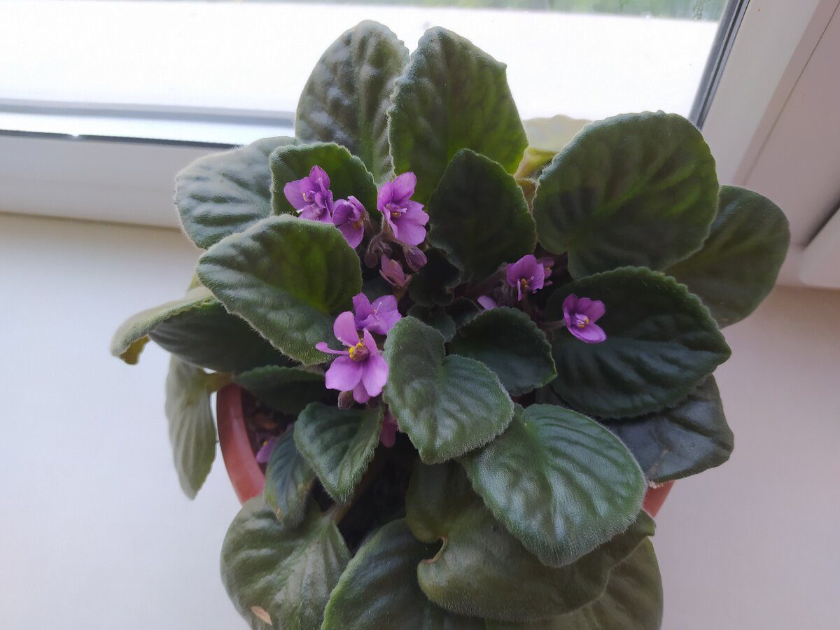 Що треба додати до фіалки для цвітіння