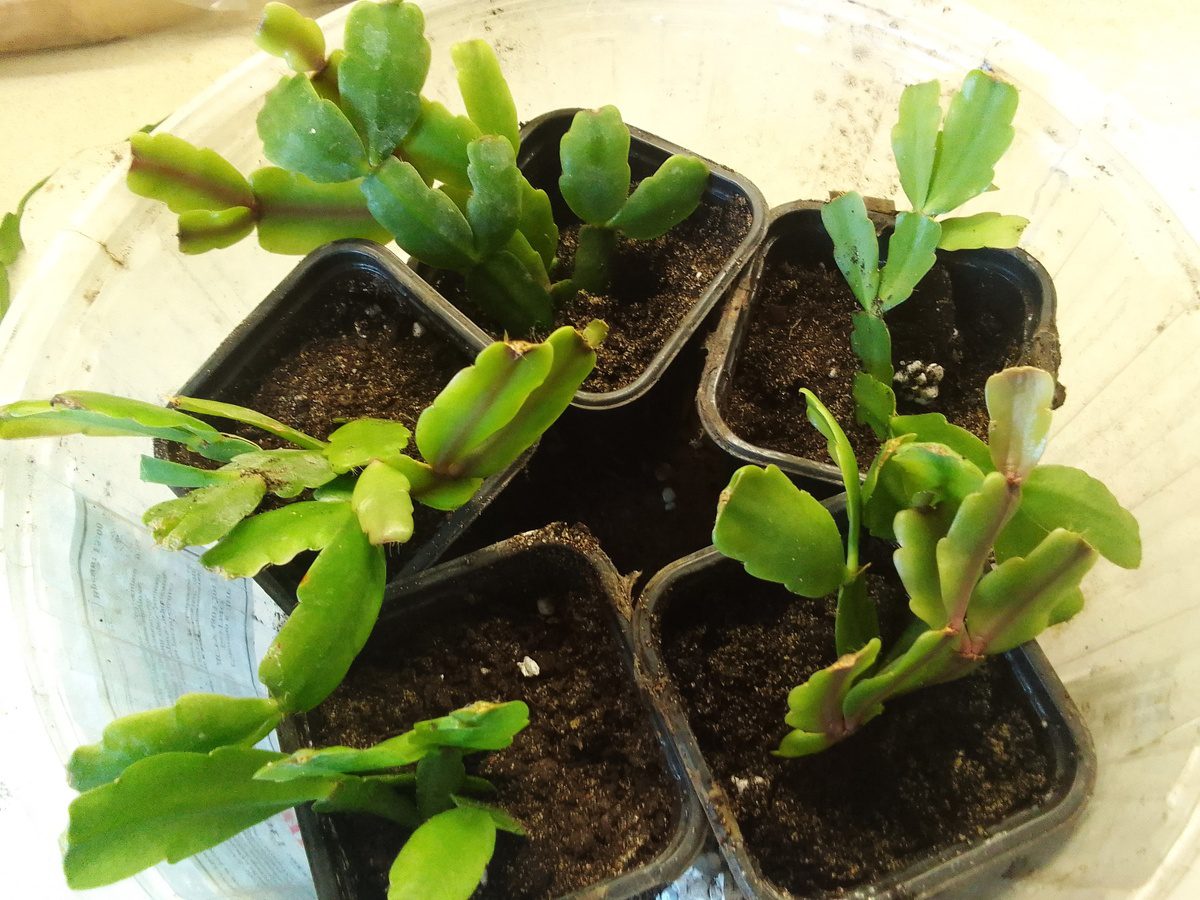 Садівники розповіли, яке добриво використовувати для пишного цвітіння декабриста в зимовий період