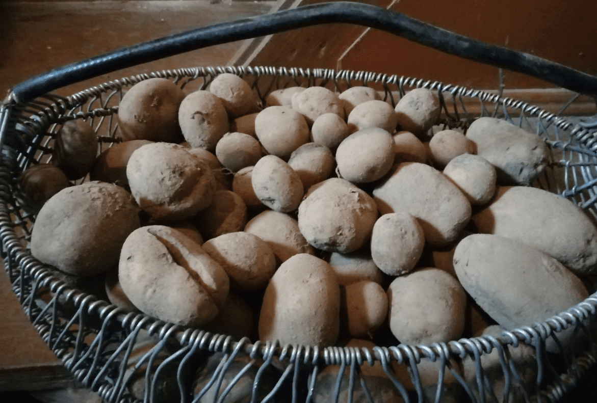 Експерти пояснили, як зберігати врожай свіжим протягом довгого періоду – корисні поради