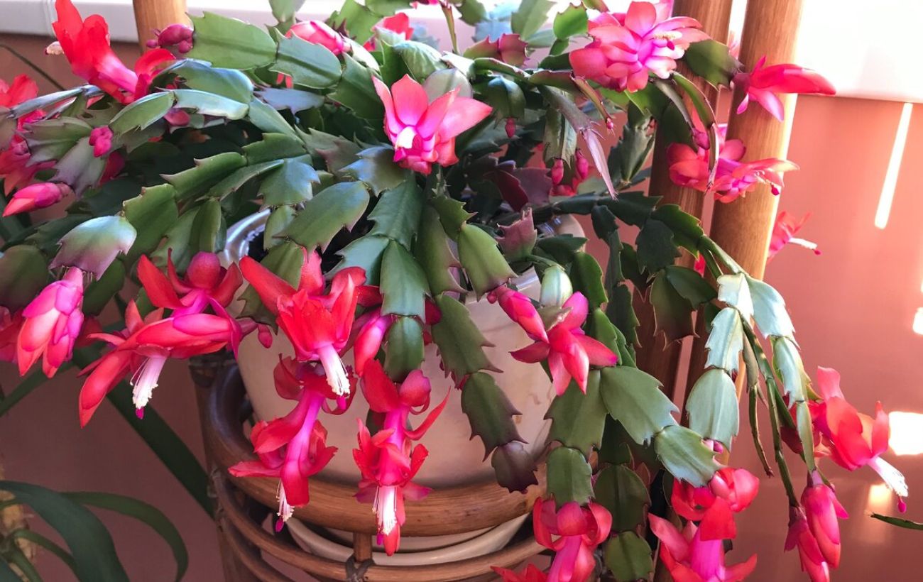 Помилки у догляді за різдвяником