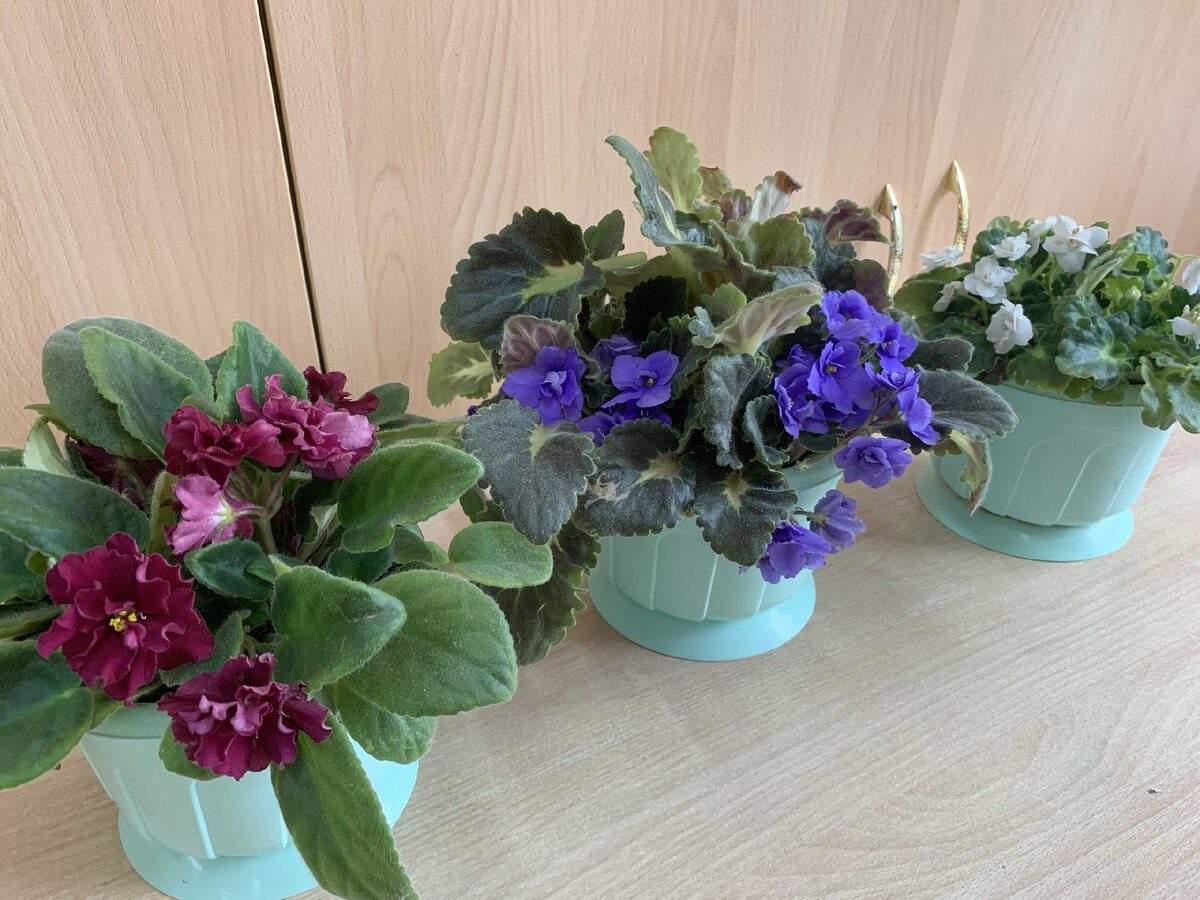 Що треба додати до фіалки для цвітіння