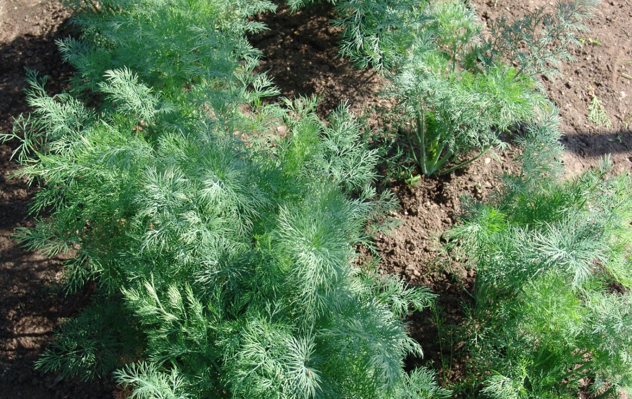 Культури, які не можна садити поруч з помідорами. Фото: скріншот з відео